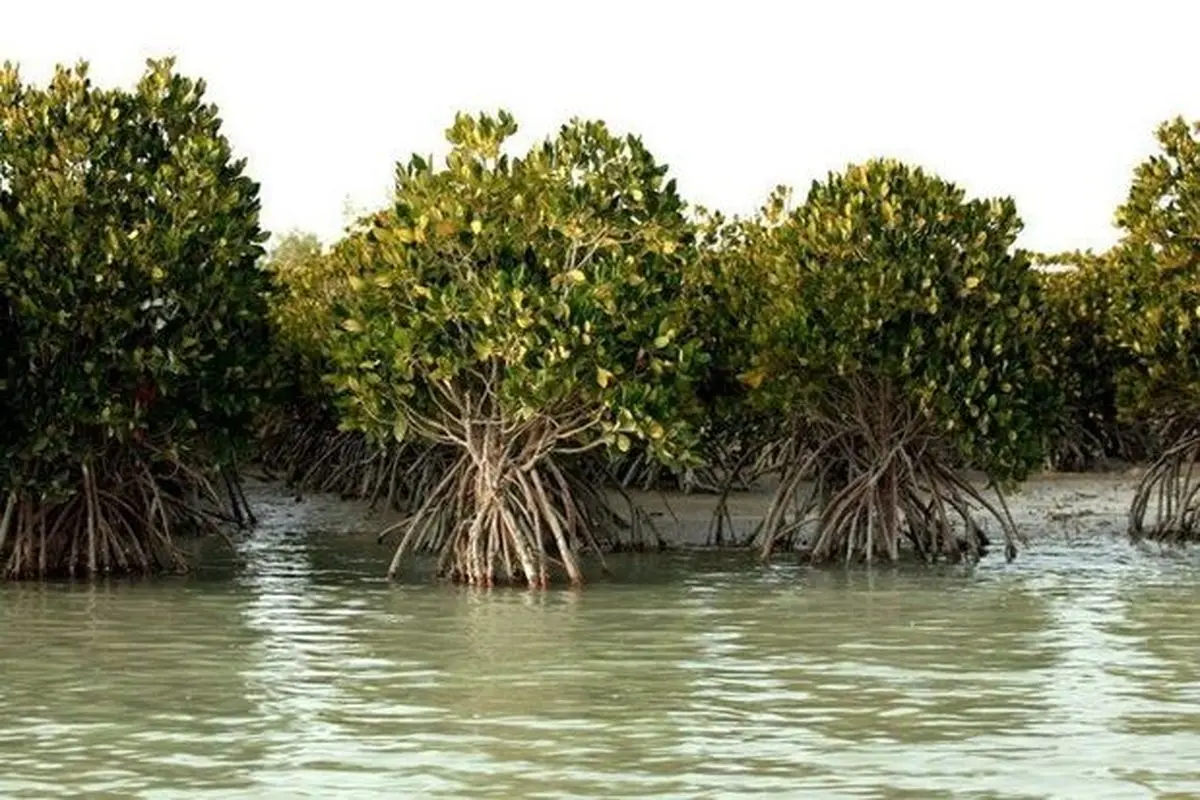 کاهش ورودی آب شیرین به خلیج‌فارس تهدیدی برای جنگل‌های حراء