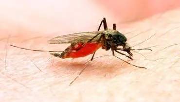 وقتی مالاریا هم به کمک درمان کرونا می آید+ جزئیات