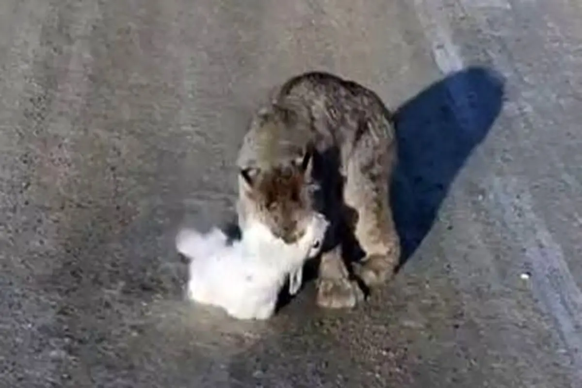 لحظه به دندان کشیدن خرگوش توسط سیاه‌گوش + فیلم