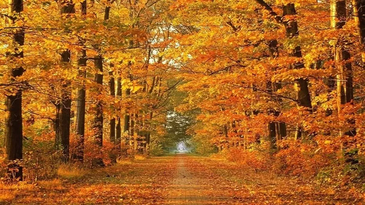 زیبایی پاییز در پارک ملت