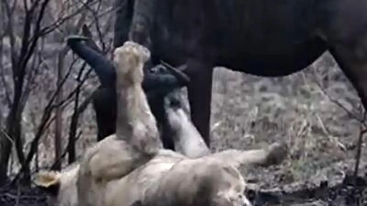 لحظه وحشتناک حمله شیرهای گرسنه به یک گوزن یالدار + فیلم