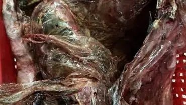 کشف و ضبط ۳۸۰۰ کیلو گوشت فاسد در کهگیلویه