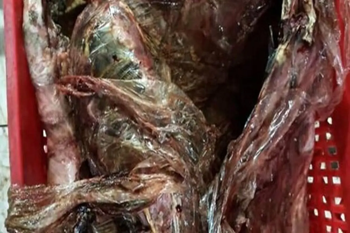 کشف و ضبط ۳۸۰۰ کیلو گوشت فاسد در کهگیلویه