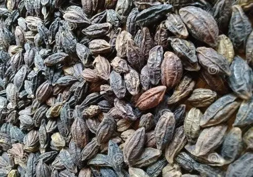 درمان سفیدی مو فقط با این روغن گیاهی