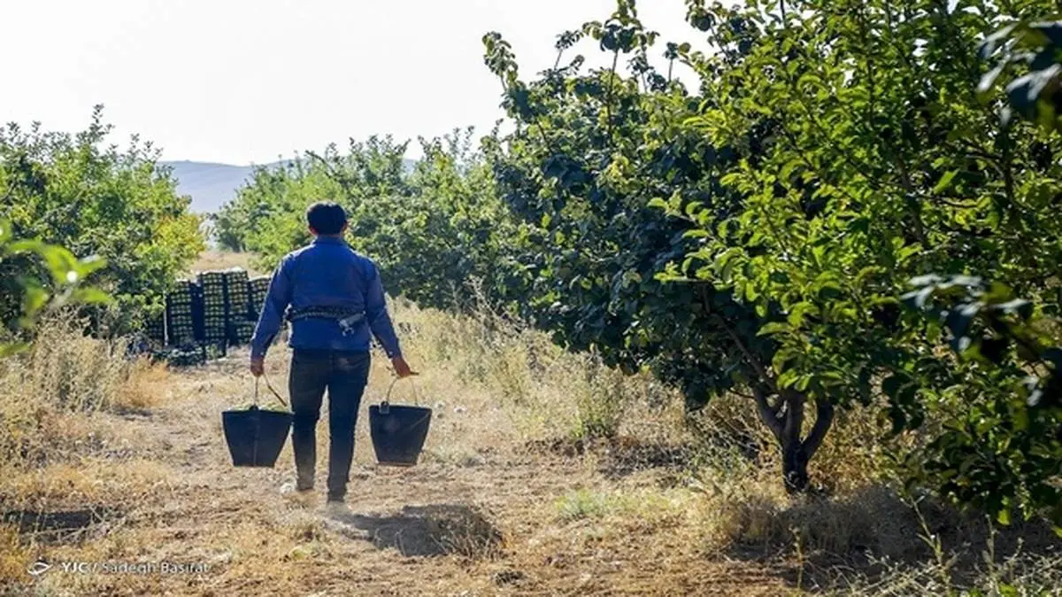 اختلاف ۲ برابری قیمت میوه از مزرعه تا بازار/ دلیل گران‌فروشی میوه چیست؟