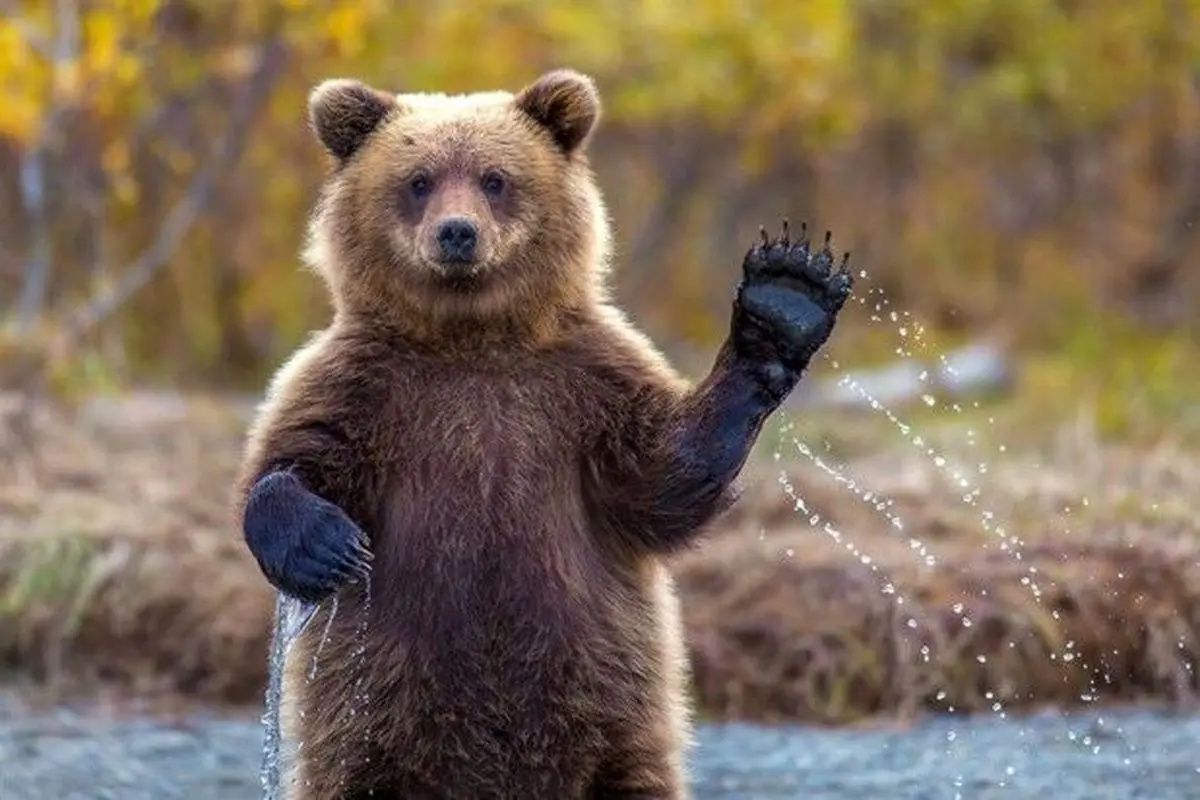 بازیگوشی چند تا خرس جذاب در طبیعت+فیلم