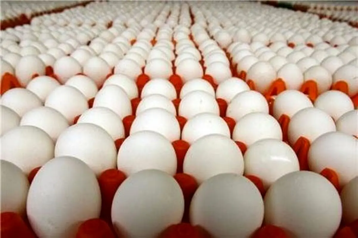 تخم‌مرغ‌های وارداتی وارد بازار شد/ اعلام قیمت مصوب انواع تخم‌مرغ بسته‌بندی