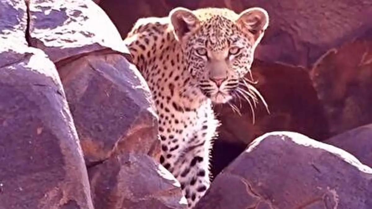 کمین کفتارها برای شکار توله پلنگ + فیلم