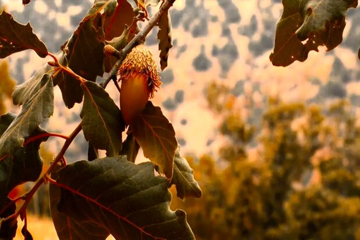تصاویری رویایی از درختان بلوط کهگیلویه و بویراحمد