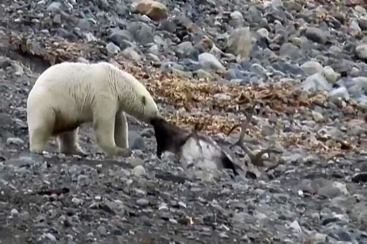 ویدیوی نادر از تبعات گرمایش زمین؛ خرس قطبی در آب‌های نروژ گوزن شکار می‌کند + فیلم