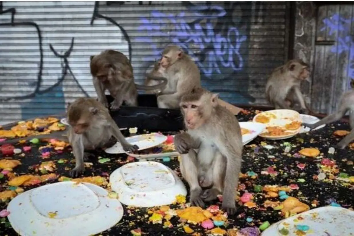 تصاویری از میمون های گرسنه در جشنواره «بوفه میمون» در تایلند + فیلم