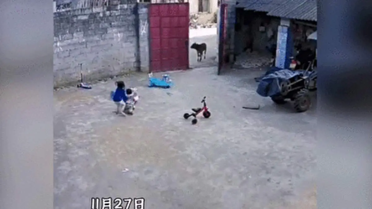 محافظت پسربچه ۶ ساله از خواهر و برادر کوچکترش + فیلم