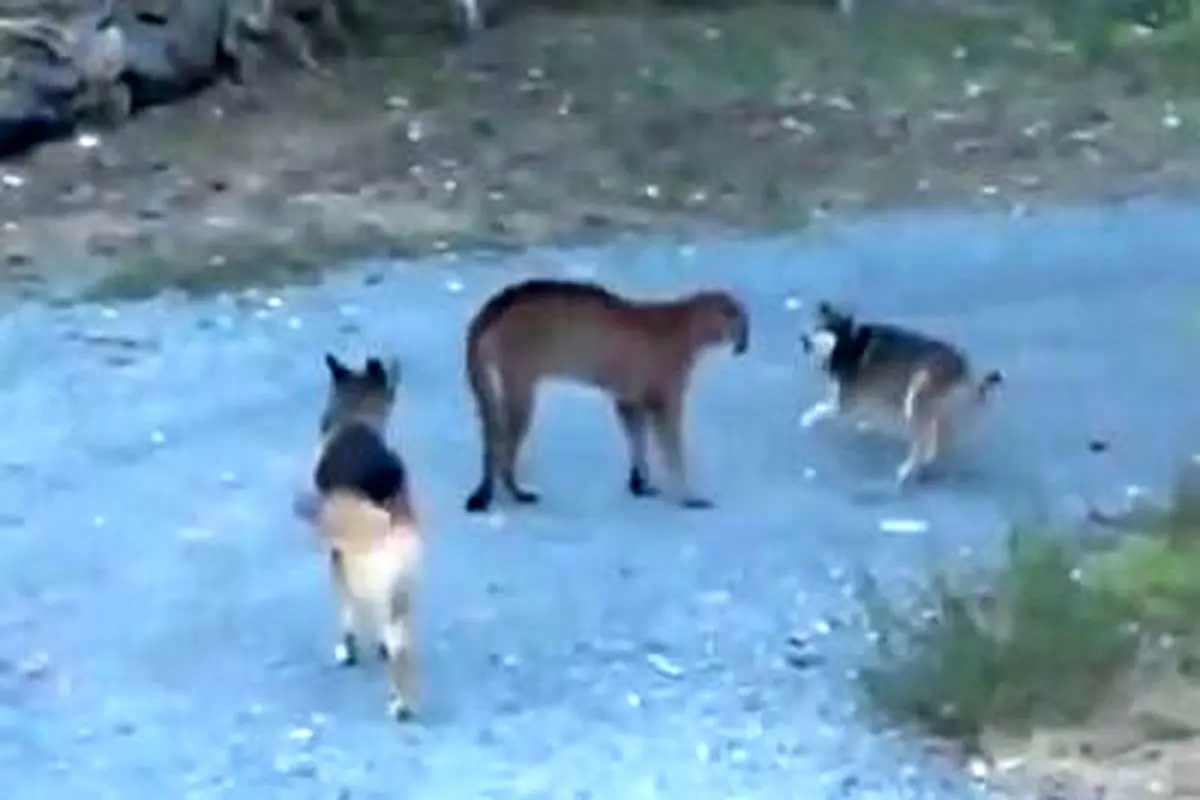 تلاش دو سگ نگهبان برای فراری دادن شیر کوهی + فیلم