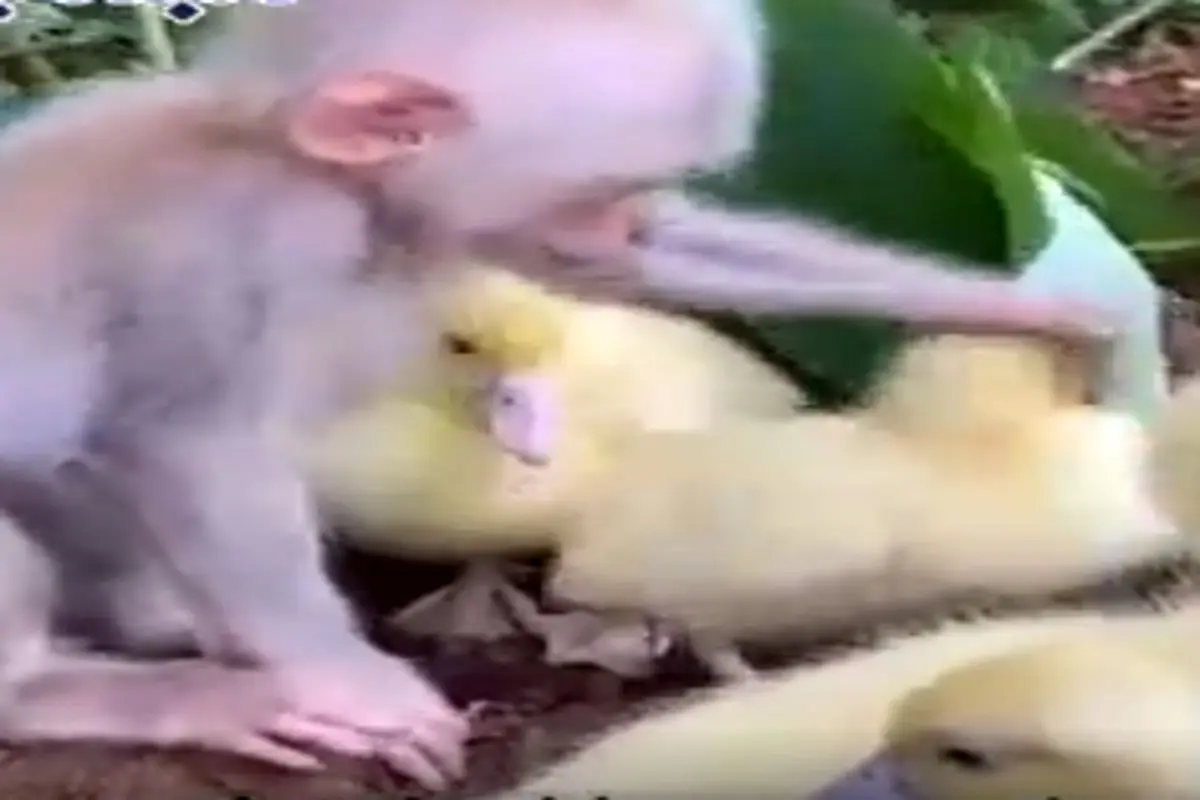 بازیگوشی و ابراز علاقه تماشایی یک میمون به چند جوجه اردک+فیلم