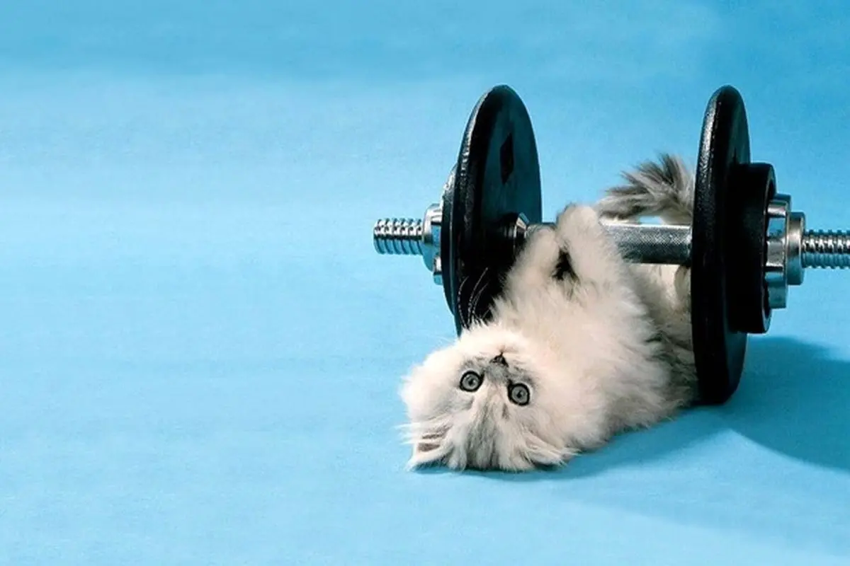 حرکات ورزشی یک گربه در باشگاه بدن‌سازی + فیلم