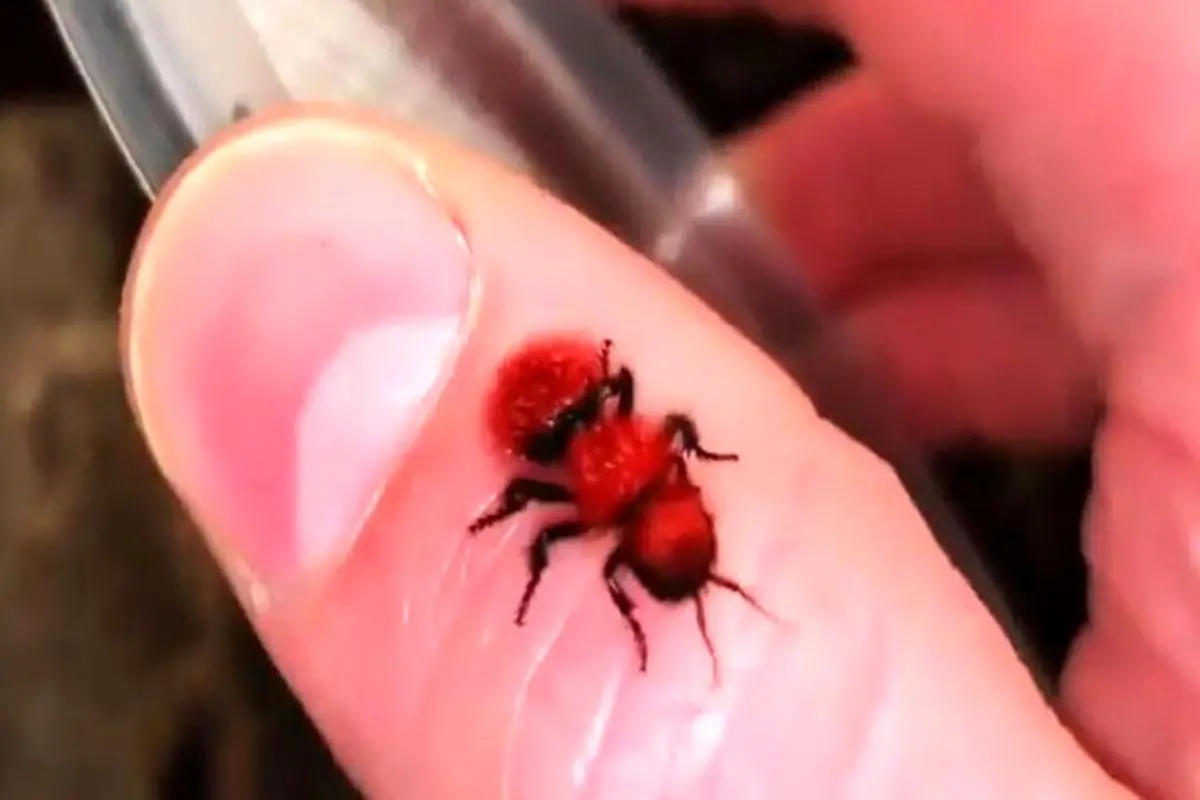 تصاویری از مورچه‌های قرمز رنگی که به گاو کش معروف هستند + فیلم