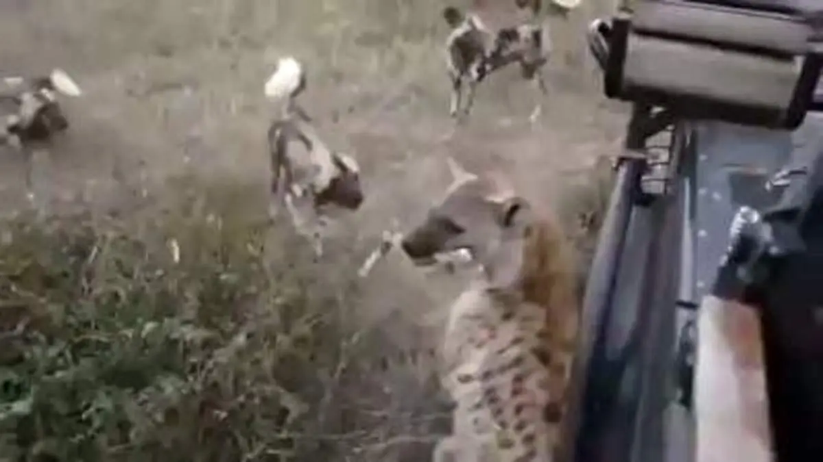 لحظه حمله زنبور به عنکبوت + فیلم