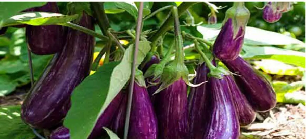 ۴ راه برای از بین بردن تلخی بادمجان