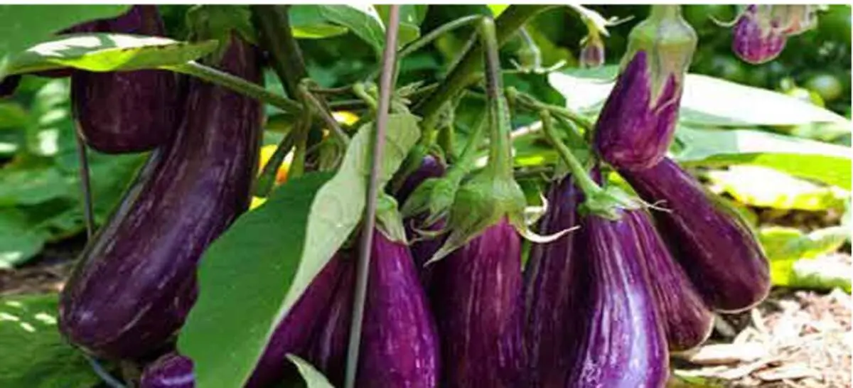 ۴ راه برای از بین بردن تلخی بادمجان