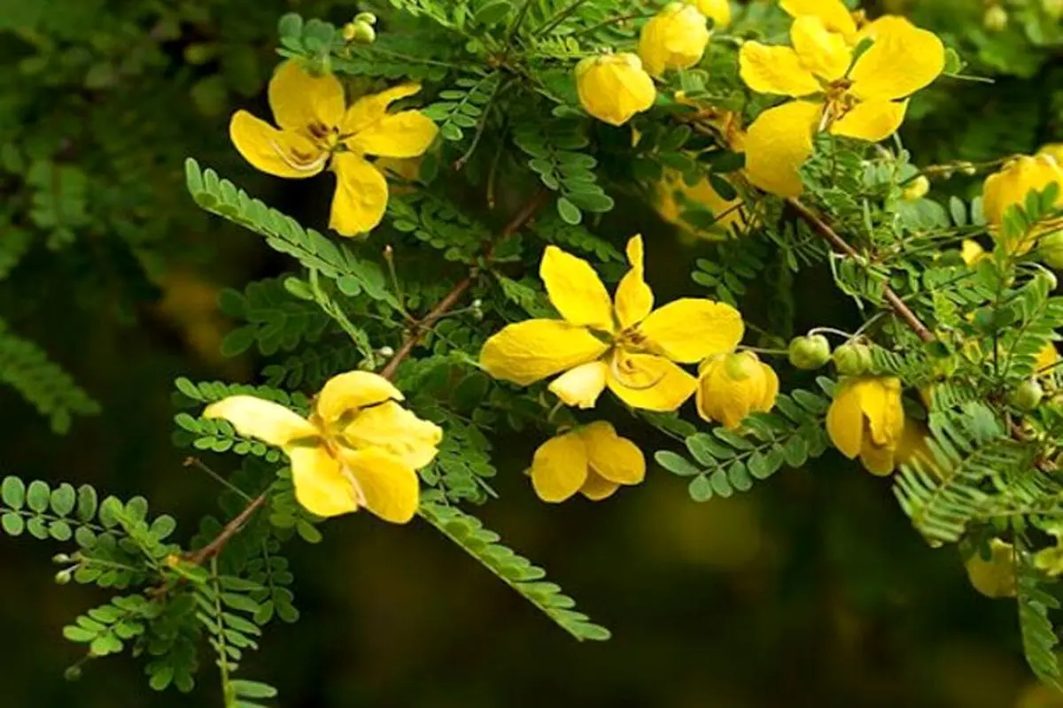 گیاهی جادویی برای درمان یبوست+ نحوه مصرف