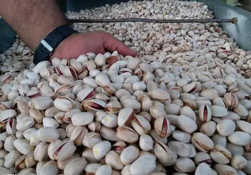 قیمت پسته دانه ای ۵ هزار تومان شد!