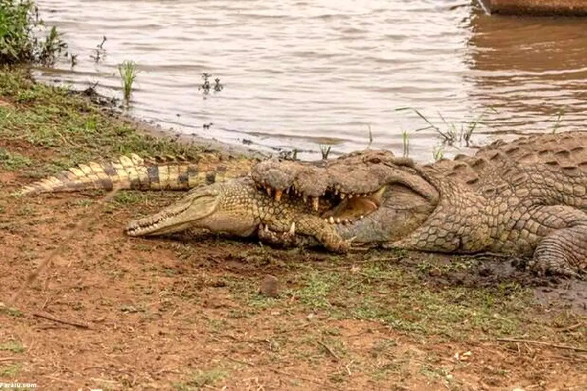 تمساح آدمخوار یک تمساح شکار کرد&nbsp;