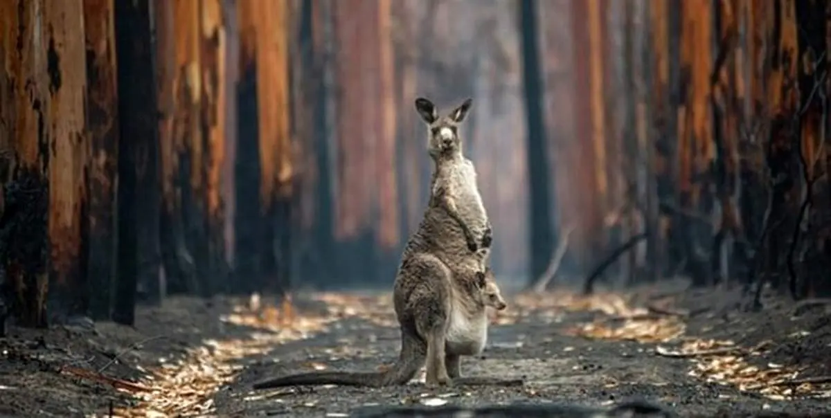 عکس‌های حیات وحش سال ۲۰۲۱