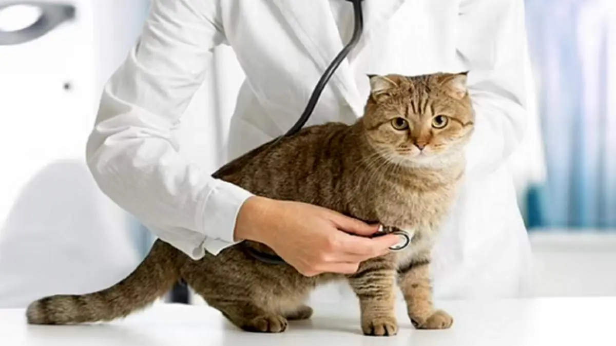 گربه‌ها باعث ناباروری می‌شوند؟