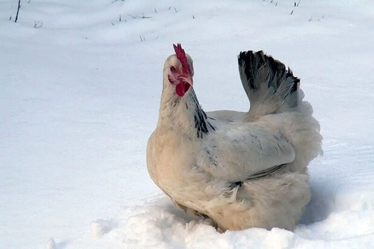 واکنش خنده‌دار و جالب چند مرغ از اولین برخورد با برف! + فیلم
