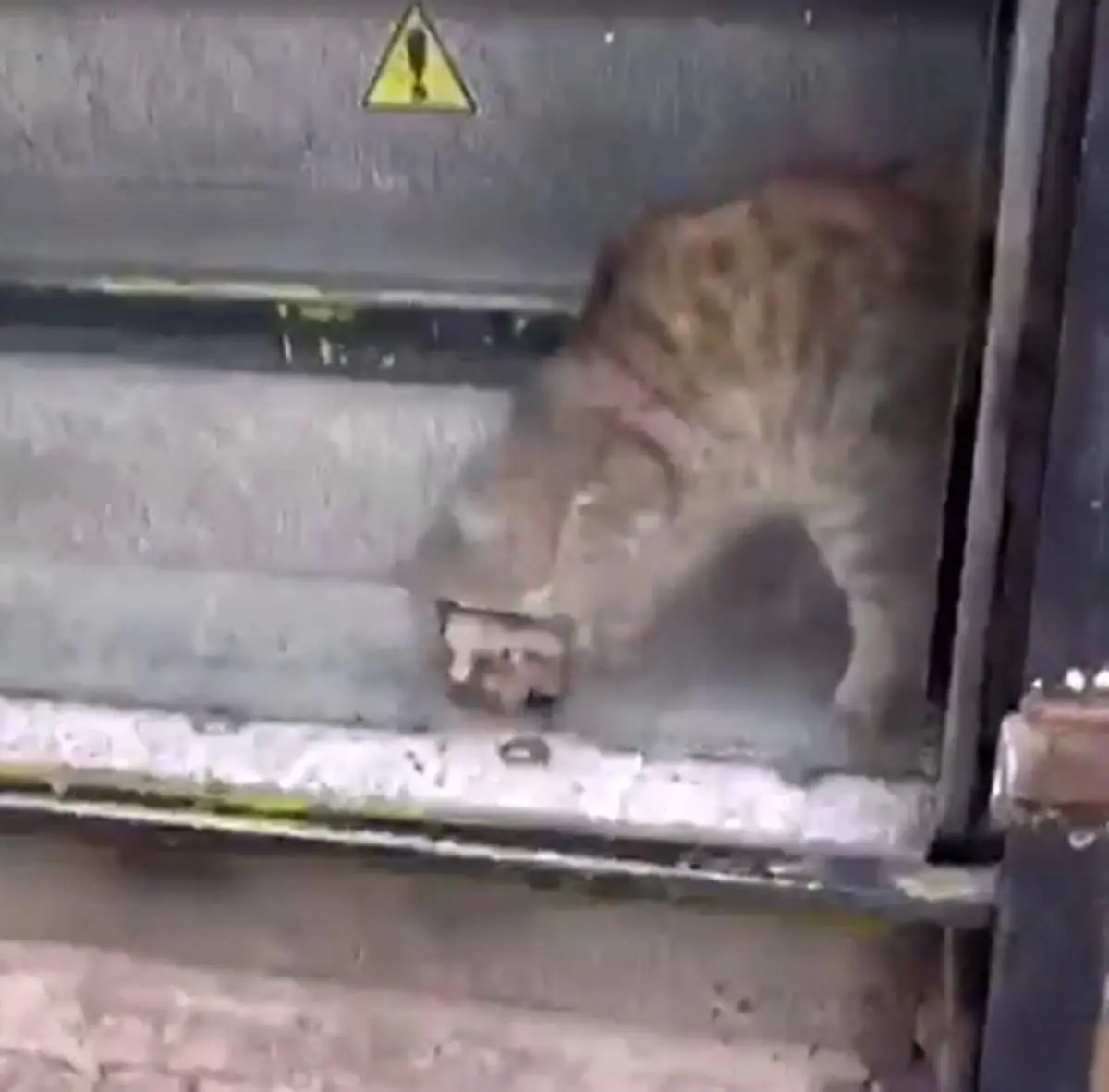 جادوگری حیرت‌انگیز یک گربه در تهران؛ رد شدن از یک سوراخ کوچک!+ فیلم