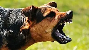واکنش سگ پلیس به شنیدن نام یک ماده مخدر + فیلم
