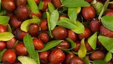 خواص عناب