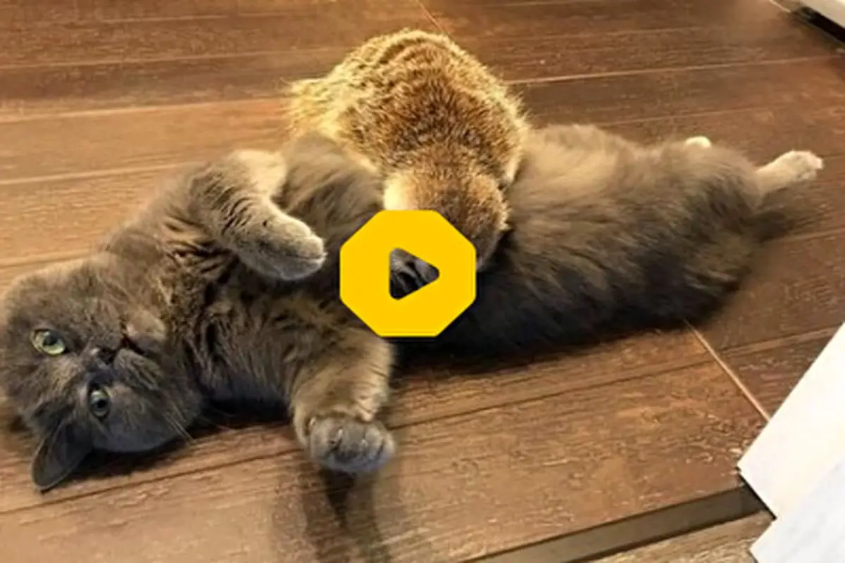 خوش‌آمدگویی یک میرکت به یک گربه تازه‌وارد با ماساژ جانانه!+ فیلم