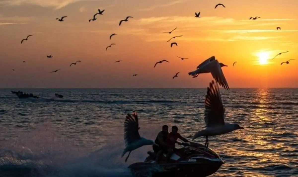 خلیج فارس میزبان شالو‌های مهاجر