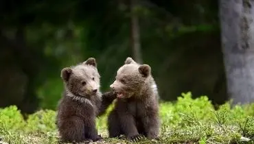 بازی و شیطنت تماشایی بچه خرس‌ها در ارتفاعات مازندران + فیلم