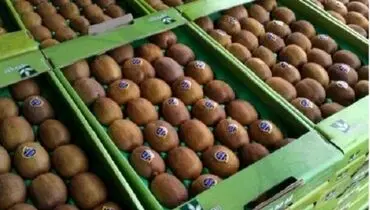 تکذیب برگشت خوردن محموله کیوی از امارات/ محموله اصلاً صادر نشده است