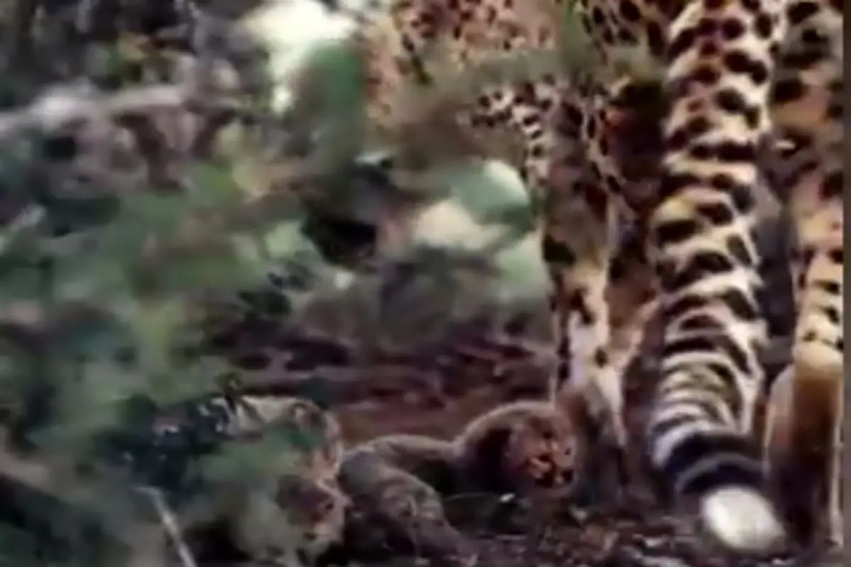 لحظه‌ای دیدنی از یوزپلنگ ماده ایرانی به همراه توله‌هایش+ فیلم