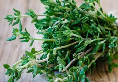 معرفی خواص شگفت انگیز آویشن برای سلامت
