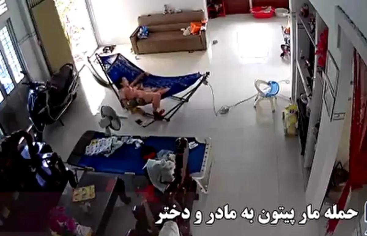 لحظه هولناک حمله مار پیتون به یک مادر و دختر بی‌دفاع+ فیلم