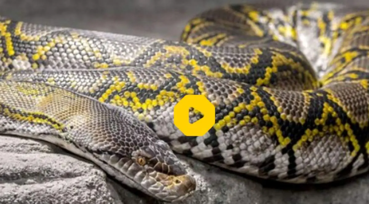 جدال دیدنی مار پیتون با شاه کبرا | ویدئویی با ۶ میلیون بازدید