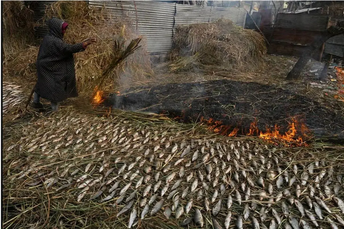 تصویری جالب از درست کردن ماهی دودی