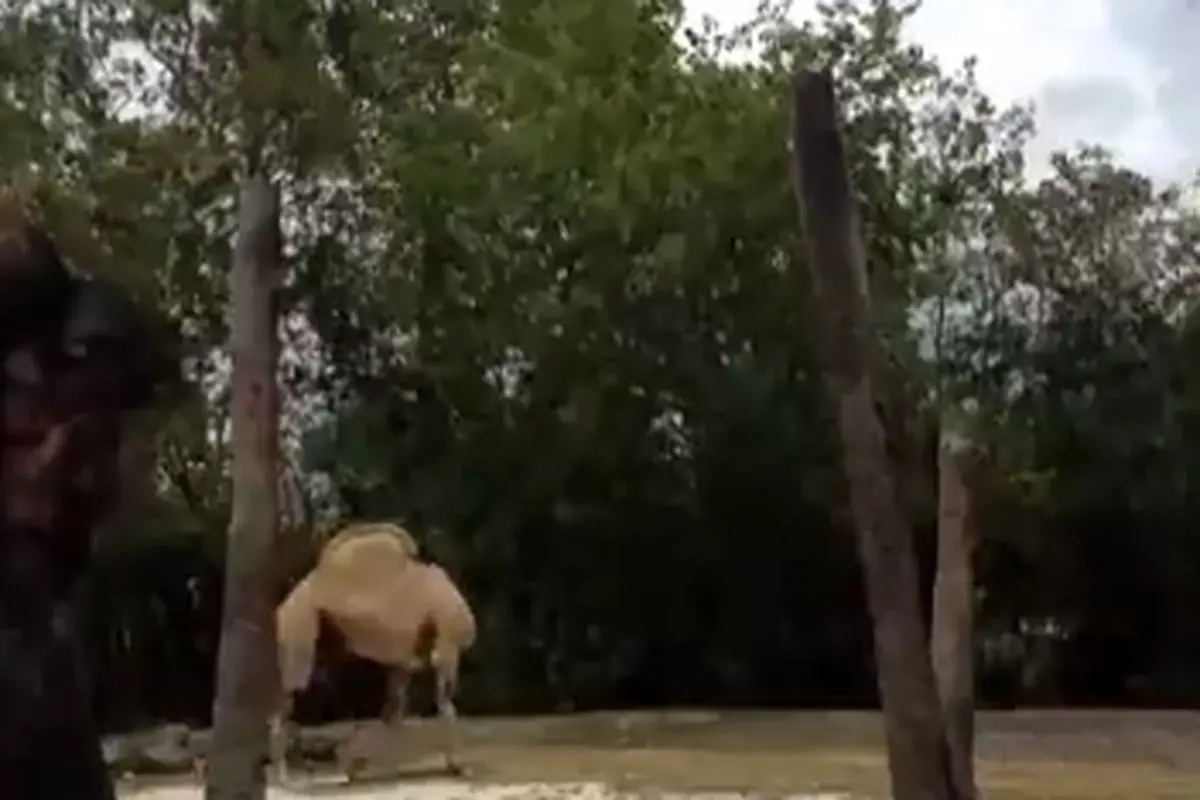 راه رفتن عجیب یک شتر بدون سر+ فیلم