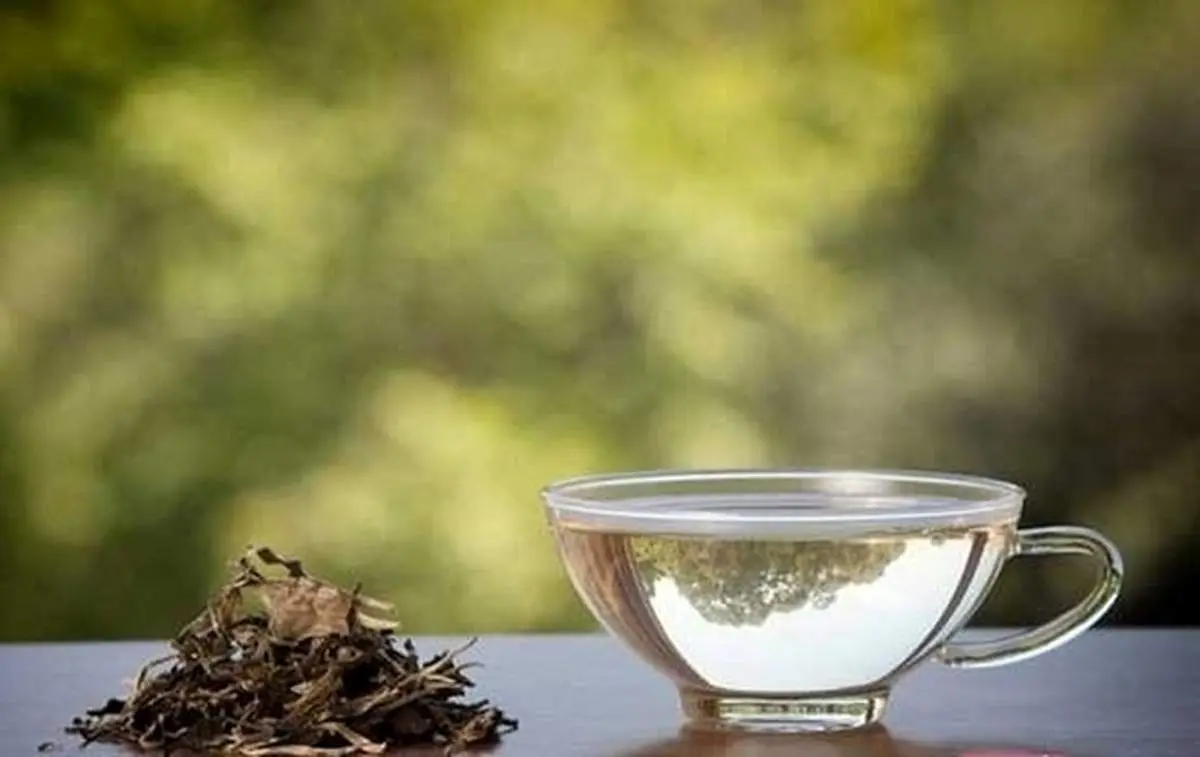 تاثیر بی نظیر چای سفید در رفع چاقی + جزئیات