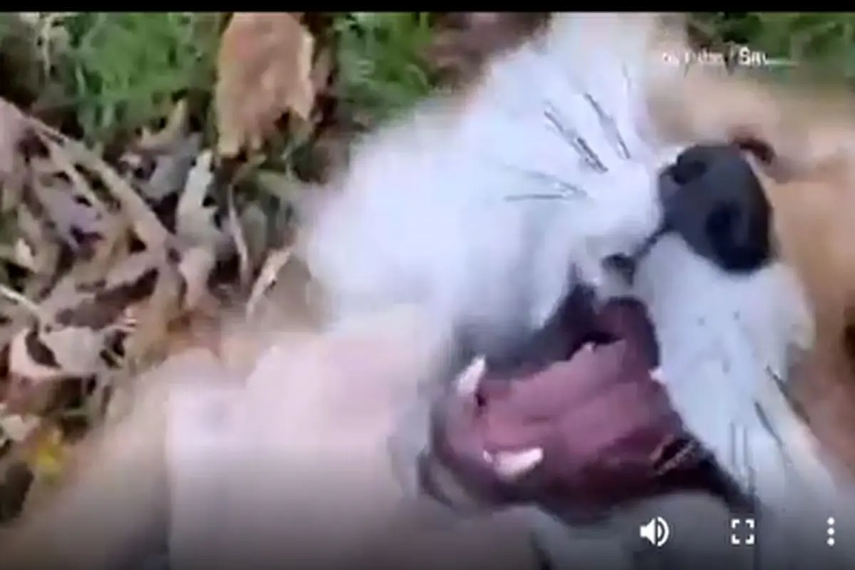 قهقهه زدن کودکانه و خندهدار یک روباه هنگام قلقلک!+ فیلم