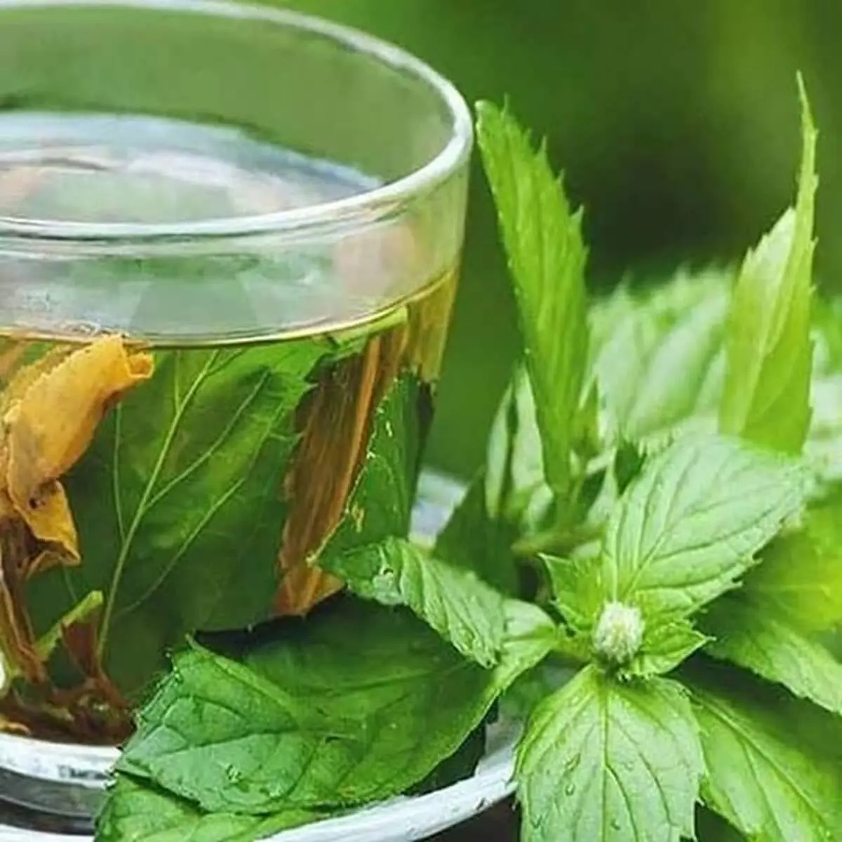 طرز تهیه عرق نعنا