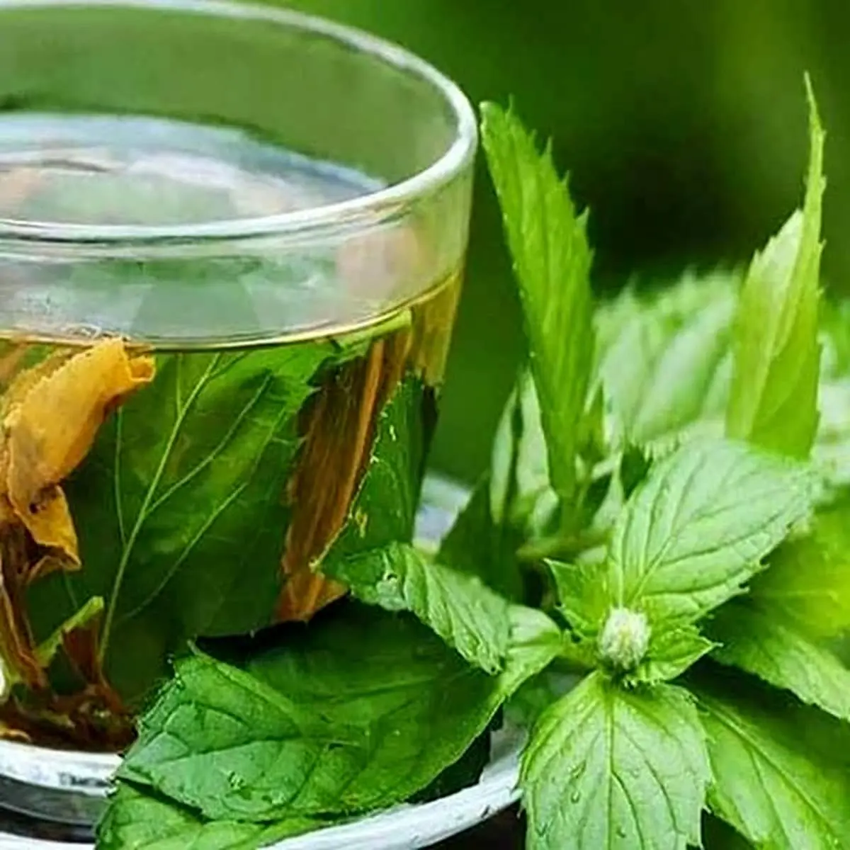طرز تهیه عرق نعنا