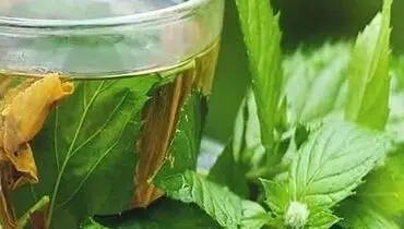طرز تهیه عرق نعنا