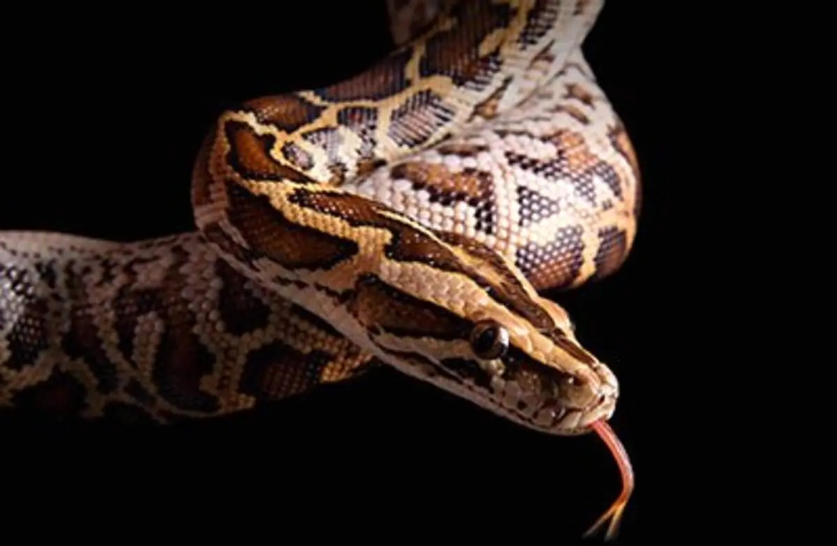 جدال دیدنی مار پیتون با تمساح | لحظه شکار شدن این مار غول‌پیکر را ببینید + فیلم