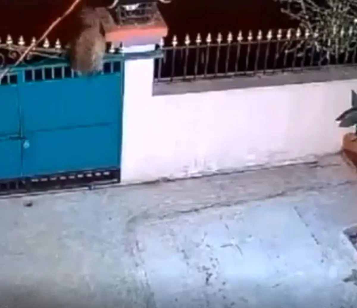 لحظه تلخ حمله پلنگ به یک سگ و شکار او در حیاط خانه+ فیلم