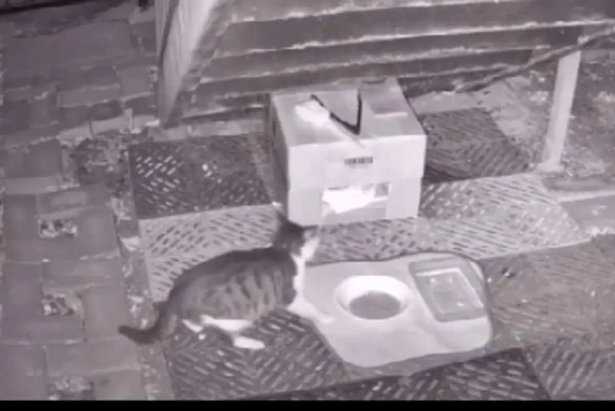 حرکت جالب دو گربه؛ خبر دادن به دوستان برای غذا و سرپناه!+ فیلم